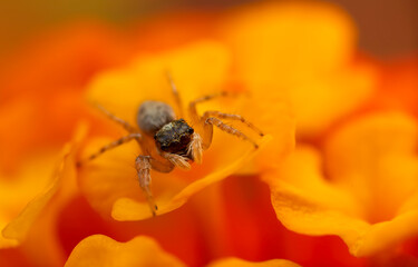 Jumping spider. A detailed photo of a cute spider. Colorful natural background.