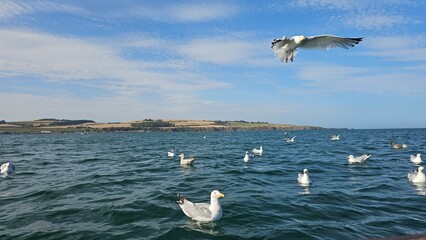 Seagulls feeding at sunset on a calm North sea, Scotland Aberdeenshire 