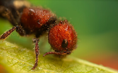 A detailed photo of a cute ant. Nature background. 
