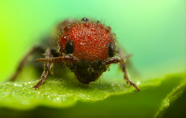 A detailed photo of a cute ant. Nature background. 