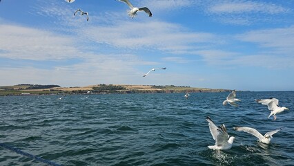 Seagulls feeding at sunset on a calm North sea, Scotland Aberdeenshire 