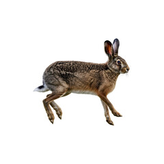 Obraz premium Wild Hare Rabbit Running for Nature Photography, Springtime Wildlife, and Countryside Animal Concepts