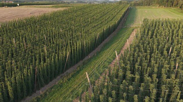 Fly with me along the Bavarian hops fields close to Pfaffenhofen region which is called the Holledau region and which is one of the biggest hops agriculture areas worldwide