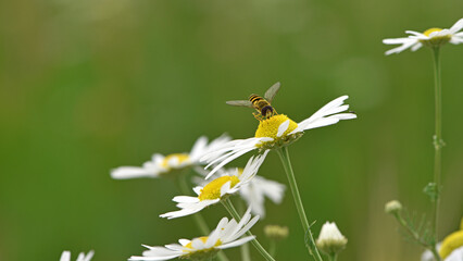 Syrphidae sits on a field daisy. insect with the Latin name Syrphidae sits on a white daisy flower...