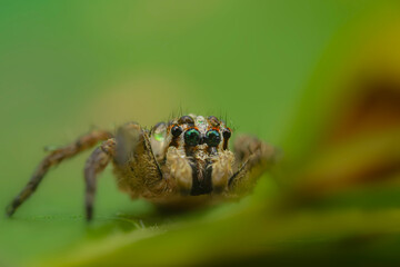 Jumping spider. A detailed photo of a cute spider. Colorful natural background.