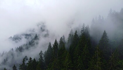 Misty Mountain Forest: Enchanting Evergreen Trees Shrouded in Fog