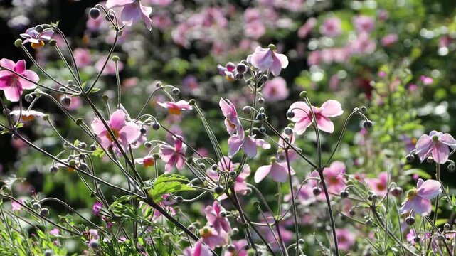 Herbst-Anemone (Anemone hupehensis)  mit rosa Bl&uuml;ten