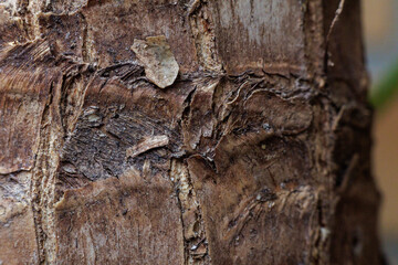 Close-Up of Tree Trunk Bark Texture | Weathered Peeling Natural Detail