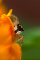 Jumping spider. A detailed photo of a cute spider. Colorful natural background.