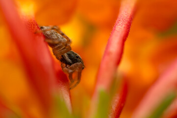 Jumping spider. A detailed photo of a cute spider. Colorful natural background.