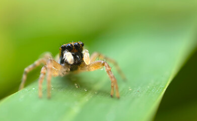 Jumping spider. A detailed photo of a cute spider. Colorful natural background.