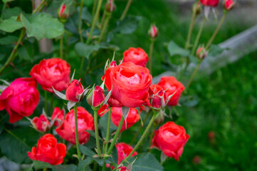 Vibrant red roses bloom abundantly in a garden, surrounded by lush greenery, capturing the essence...