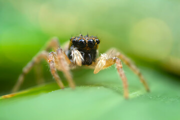 Jumping spider. A detailed photo of a cute spider. Colorful natural background.
