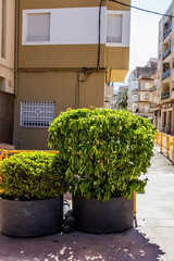 Lush beautiful green plants in pots outside