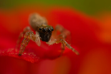 Jumping spider. A detailed photo of a cute spider. Colorful natural background.