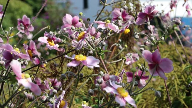Herbst-Anemone (Anemone hupehensis)  mit rosa Bl&uuml;ten