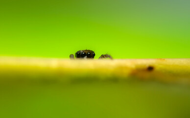 Jumping spider. A detailed photo of a cute spider. Colorful natural background.