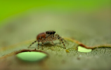 Jumping spider. A detailed photo of a cute spider. Colorful natural background.