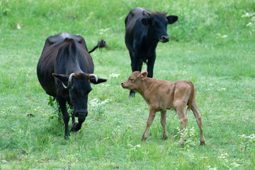 Young calf running on a green meadow