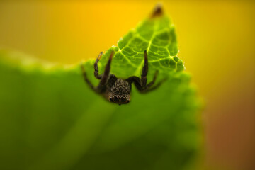 Jumping spider. A detailed photo of a cute spider. Colorful natural background.