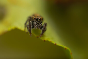 Jumping spider. A detailed photo of a cute spider. Colorful natural background.