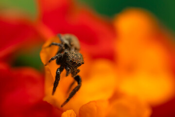 Jumping spider. A detailed photo of a cute spider. Colorful natural background.