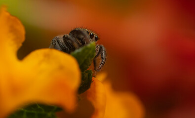 Jumping spider. A detailed photo of a cute spider. Colorful natural background.