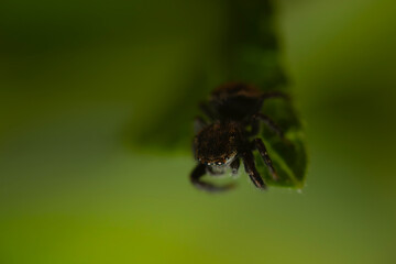 Jumping spider. A detailed photo of a cute spider. Colorful natural background.