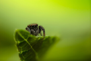 Jumping spider. A detailed photo of a cute spider. Colorful natural background.