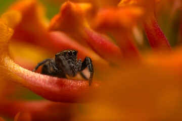 Jumping spider. A detailed photo of a cute spider. Colorful natural background.