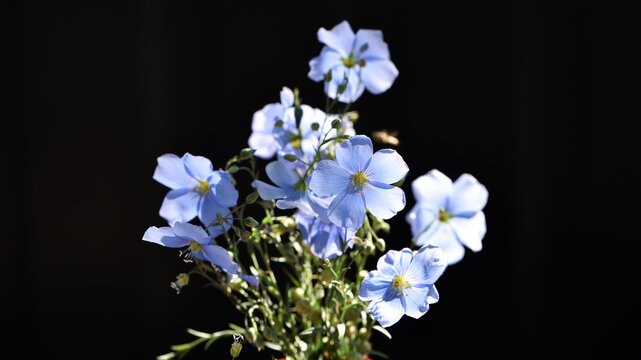 Linum perenne, the perennial flax, blue flax or lint, flowering plant in the family Linaceae, little blue blooming flowers close up macro in meadow, field, soft focus. industry, agricultural culture