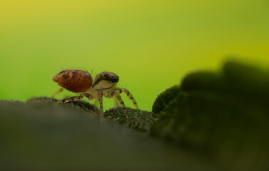 Jumping spider. A detailed photo of a cute spider. Colorful natural background.