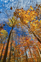 The golden leaves glitter under the Fall blue sky filled with clouds