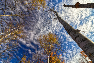 The tall tree trunk and no leaves add beauty to the scene with other trees reaching out vertically.