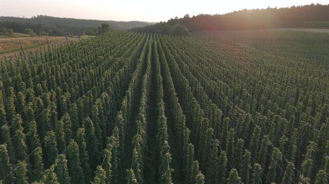 Fly with me along the Bavarian hops fields close to Pfaffenhofen region which is called the Holledau region and which is one of the biggest hops agriculture areas worldwide