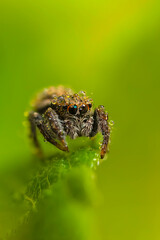 Jumping spider. A detailed photo of a cute spider. Colorful natural background.