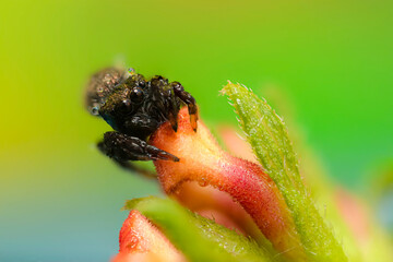 Jumping spider. A detailed photo of a cute spider. Colorful natural background.