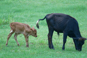 Baby cow trotting across a grassy field