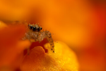 Jumping spider. A detailed photo of a cute spider. Colorful natural background.