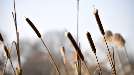 Typha Close Phragmites Australis Photo