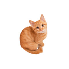kitten isolated on white background