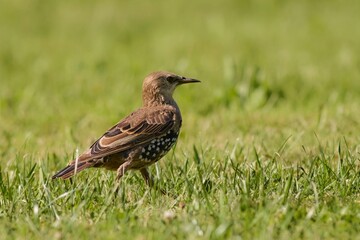 Common Starling on the garden