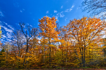 The forest in bright colors shining in the fall sun