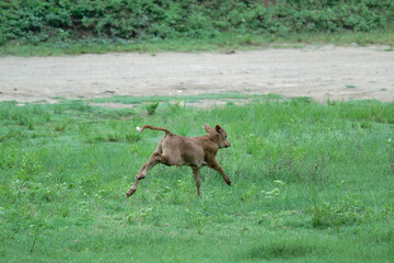 Baby cow trotting across a grassy field