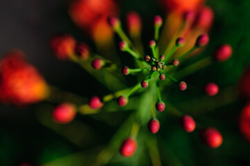 cosmos II