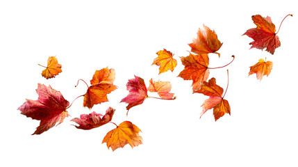 Vibrant autumn leaves gracefully float, capturing the essence of fall's changing colors and crisp air.