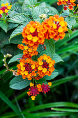 Flor de Fuego - Cinco Negritos - Lantana Camara