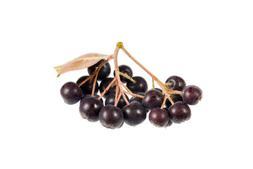 black aronia berries (chokeberry) isolated on white or transparent png