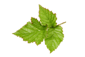 blackberry leaves with thorns isolated on white or transparent png