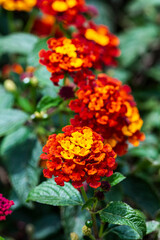 Flor de Fuego - Cinco Negritos - Lantana Camara